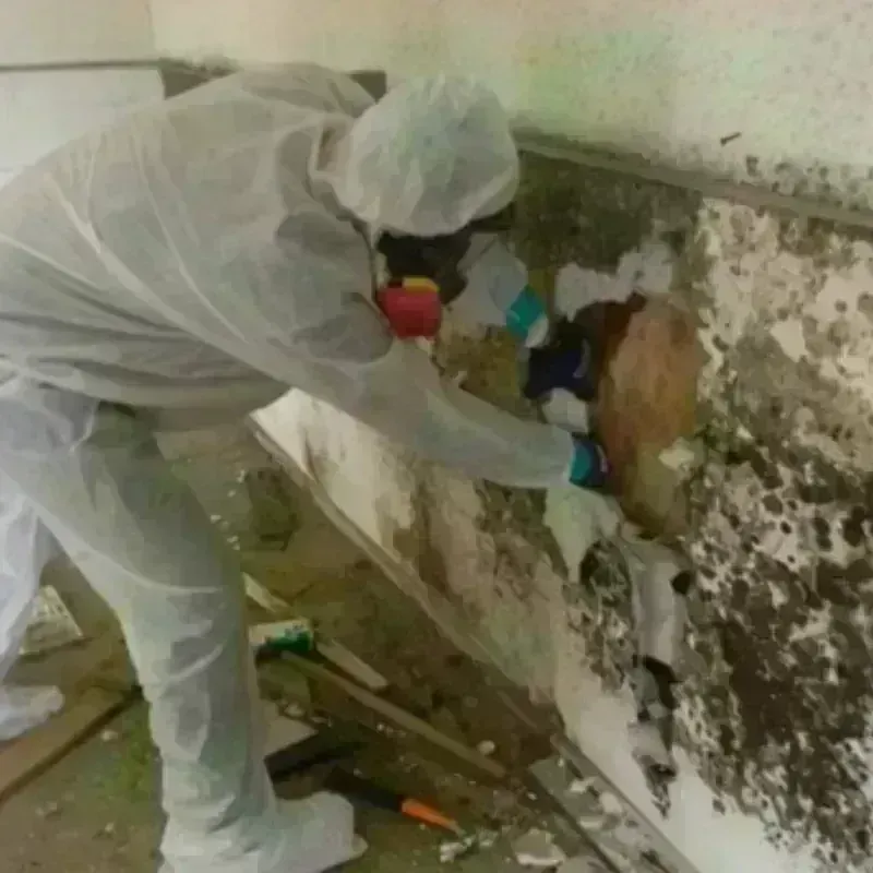 Mold Remediation and Removal in Barrington Hills, IL